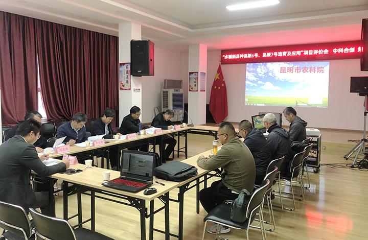 水稻新品种昆粳6号、昆粳7号选育及应用 anli.jpg